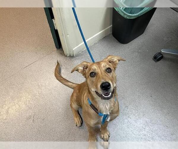 Medium Photo #1 Labrador Retriever Puppy For Sale in Pasadena, CA, USA