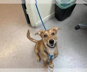 Labrador Retriever Dogs for adoption in Pasadena, CA, USA