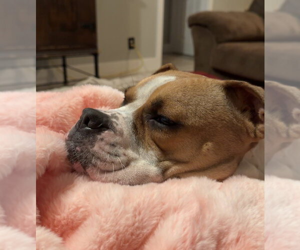 Medium Photo #5 Mutt Puppy For Sale in Evansville, IN, USA