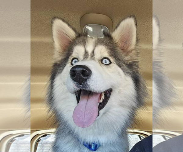 Medium Photo #2 Siberian Husky Puppy For Sale in Carrollton, TX, USA