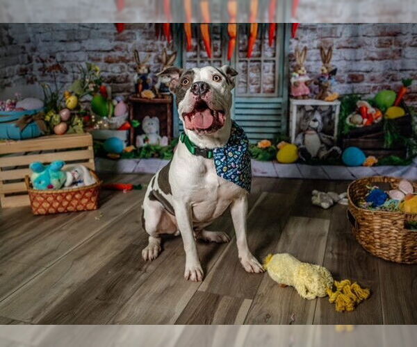 Medium Photo #7 Staffordshire Bull Terrier Puppy For Sale in Garner, NC, USA