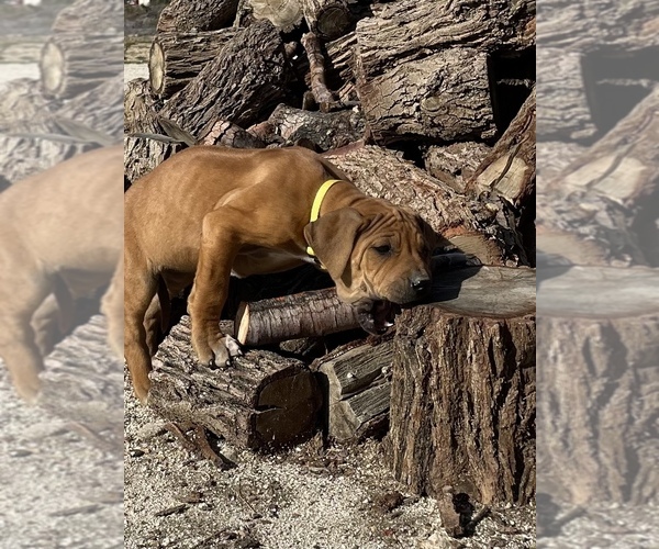 Medium Photo #23 Rhodesian Ridgeback Puppy For Sale in MORONGO VALLEY, CA, USA