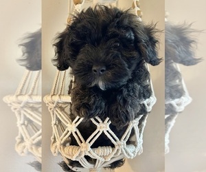 Maltipoo Puppy for sale in CLEVELAND, TN, USA