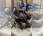 Small Labrador Retriever Mix