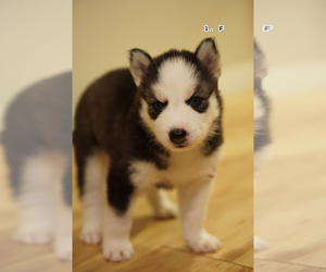 Siberian Husky Puppy for sale in HENDERSON, NV, USA