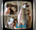 Image preview for Ad Listing. Nickname: Leo