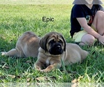 Puppy EPIC Mastiff