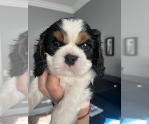 Cavalier King Charles Spaniel Puppy for sale in TEMECULA, CA, USA
