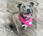 Small #8 American Pit Bull Terrier