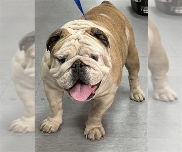 Medium Photo #1 Bulldog Puppy For Sale in San Bernardino, CA, USA