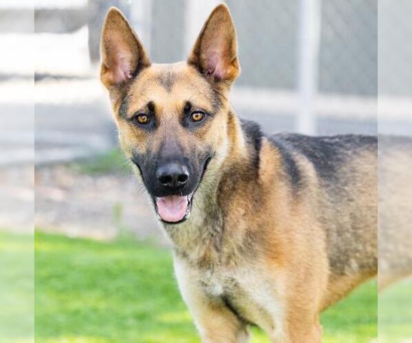 Medium Photo #2 German Shepherd Dog Puppy For Sale in Camarillo, CA, USA