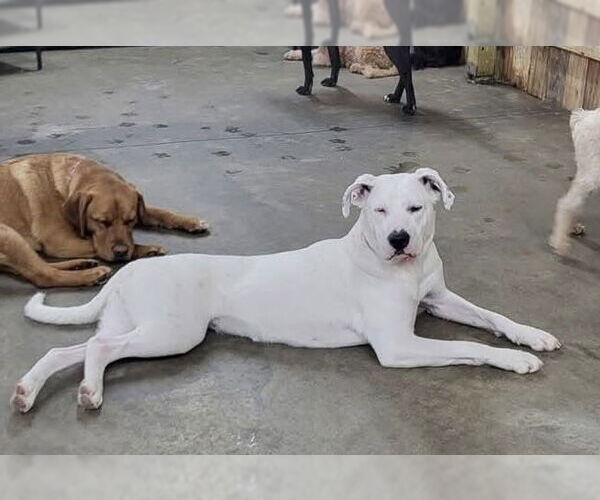 Medium Photo #21 Boxer-Unknown Mix Puppy For Sale in Germantown, OH, USA