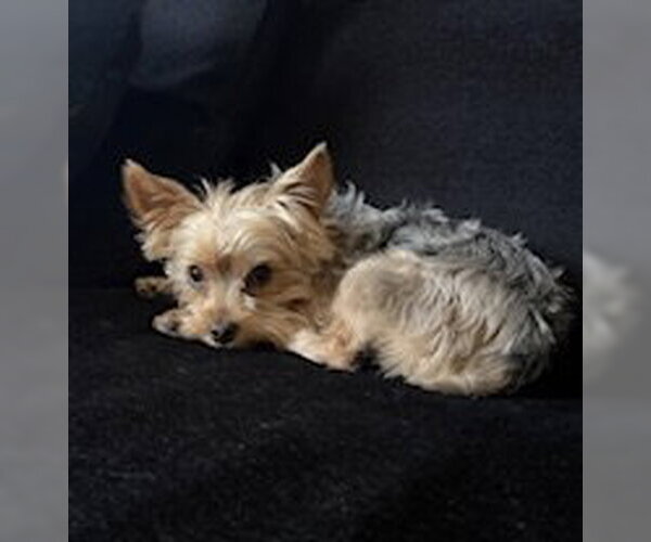 Medium Photo #3 Mutt Puppy For Sale in Allentown,, PA, USA