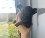 Small #5 Chihuahua