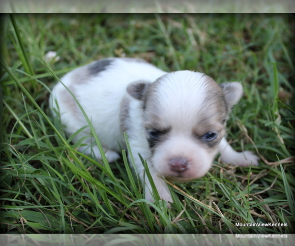 Medium Photo #9 Chihuahua Puppy For Sale in WISTER, OK, USA