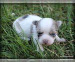Small Photo #9 Chihuahua Puppy For Sale in WISTER, OK, USA