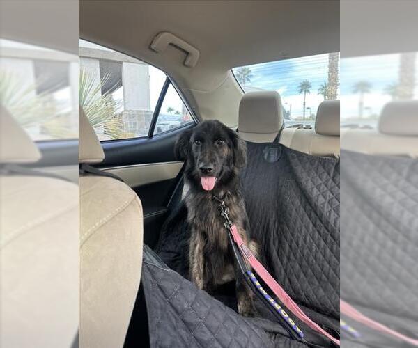 Medium Photo #1 Australian Shepherd-Unknown Mix Puppy For Sale in Las Vegas, NV, USA