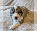 Small #1 Aussiedoodle