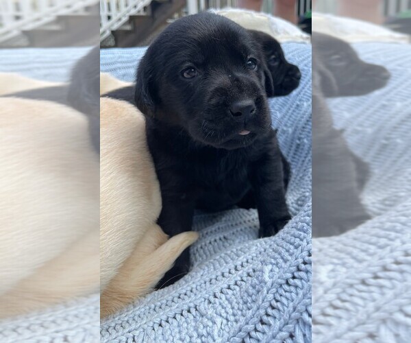 Medium Photo #5 Labrador Retriever Puppy For Sale in ARLINGTON, VA, USA