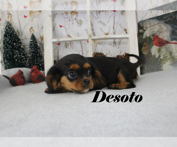 Medium Photo #69 Cavalier King Charles Spaniel Puppy For Sale in CHANUTE, KS, USA