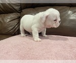 Small Photo #4 Bulldog Puppy For Sale in WOODSTOCK, GA, USA