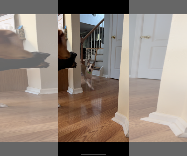 Medium Photo #7 Chihuahua-Unknown Mix Puppy For Sale in Virginia Beach, VA, USA