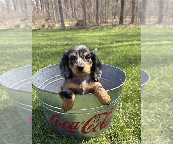 Medium Photo #5 Dachshund Puppy For Sale in MIDDLEBURY, IN, USA