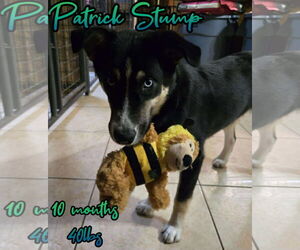 Huskies -Unknown Mix Dogs for adoption in Woodbury, NY, USA