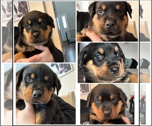 Rottweiler Puppy for sale in PROSPECT, OH, USA