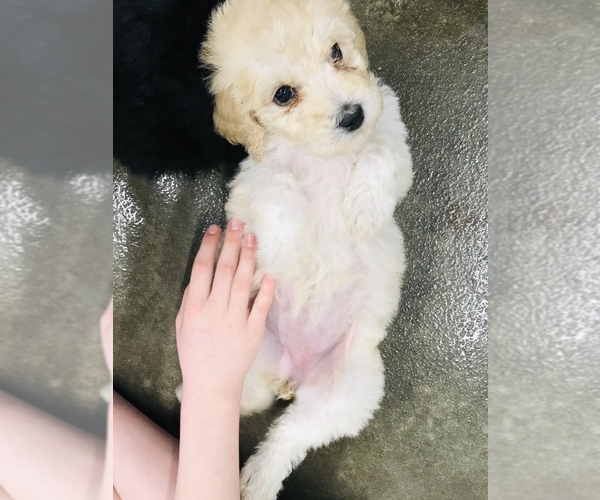 Medium Photo #2 Poodle (Standard) Puppy For Sale in NEWFOLDEN, MN, USA