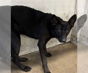 German Shepherd Dog Dogs for adoption in San Bernardino, CA, USA
