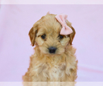 Small #1 Cavapoo (Miniature)