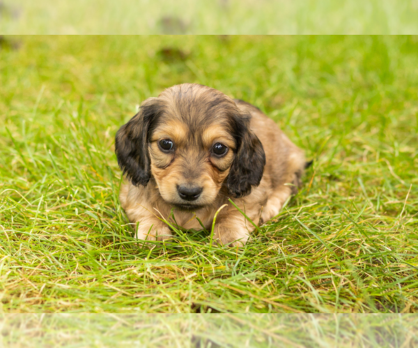 Medium Photo #2 Dachshund Puppy For Sale in MILFORD, IN, USA