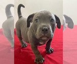 Small #21 American Bully