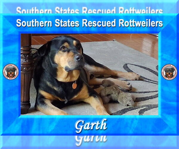 Medium Photo #3 Rottweiler Puppy For Sale in White Hall, AR, USA