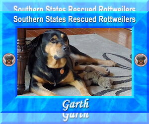Garth - Male Rottweiler Dog for Adoption - Photo #3