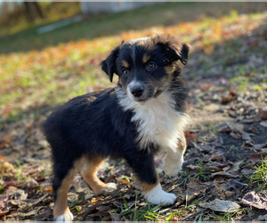 Miniature Australian Shepherd Puppy for sale in PERU, NE, USA
