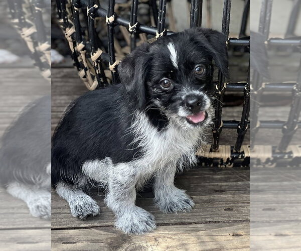 Medium Photo #9 Mutt Puppy For Sale in Dana Point, CA, USA