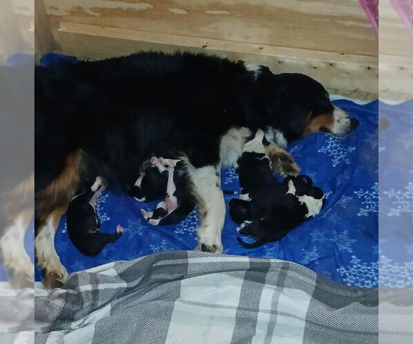 Medium Photo #3 Australian Shepherd-Unknown Mix Puppy For Sale in Aurora, IN, USA