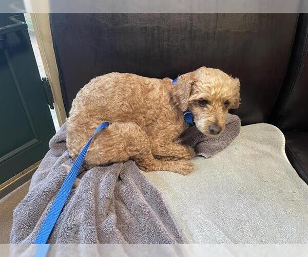 Medium Photo #1 Poodle (Miniature) Puppy For Sale in Pasadena, CA, USA