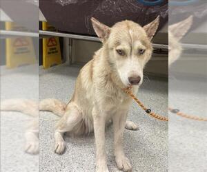 Siberian Husky-Unknown Mix Dogs for adoption in Conroe, TX, USA