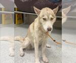 Small Siberian Husky Mix