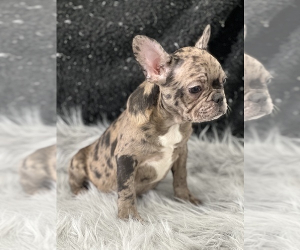 Medium Photo #4 French Bulldog Puppy For Sale in WEST COLUMBIA, SC, USA
