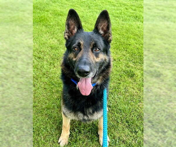 Medium Photo #2 German Shepherd Dog Puppy For Sale in Sacramento, CA, USA