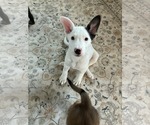 Small #1 Mutt