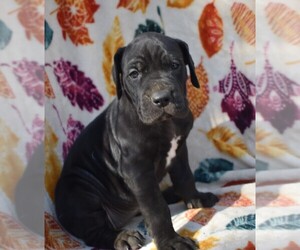 Great Dane Puppy for sale in ALVARADO, TX, USA