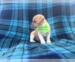 Small #7 Jack Russell Terrier
