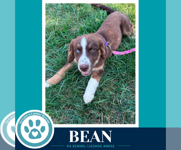 Medium Photo #2 Australian Shepherd Puppy For Sale in Kimberton, PA, USA