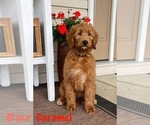 Puppy RESERVEDCarmel Goldendoodle