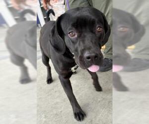 Mutt Dogs for adoption in Bakersfield, CA, USA